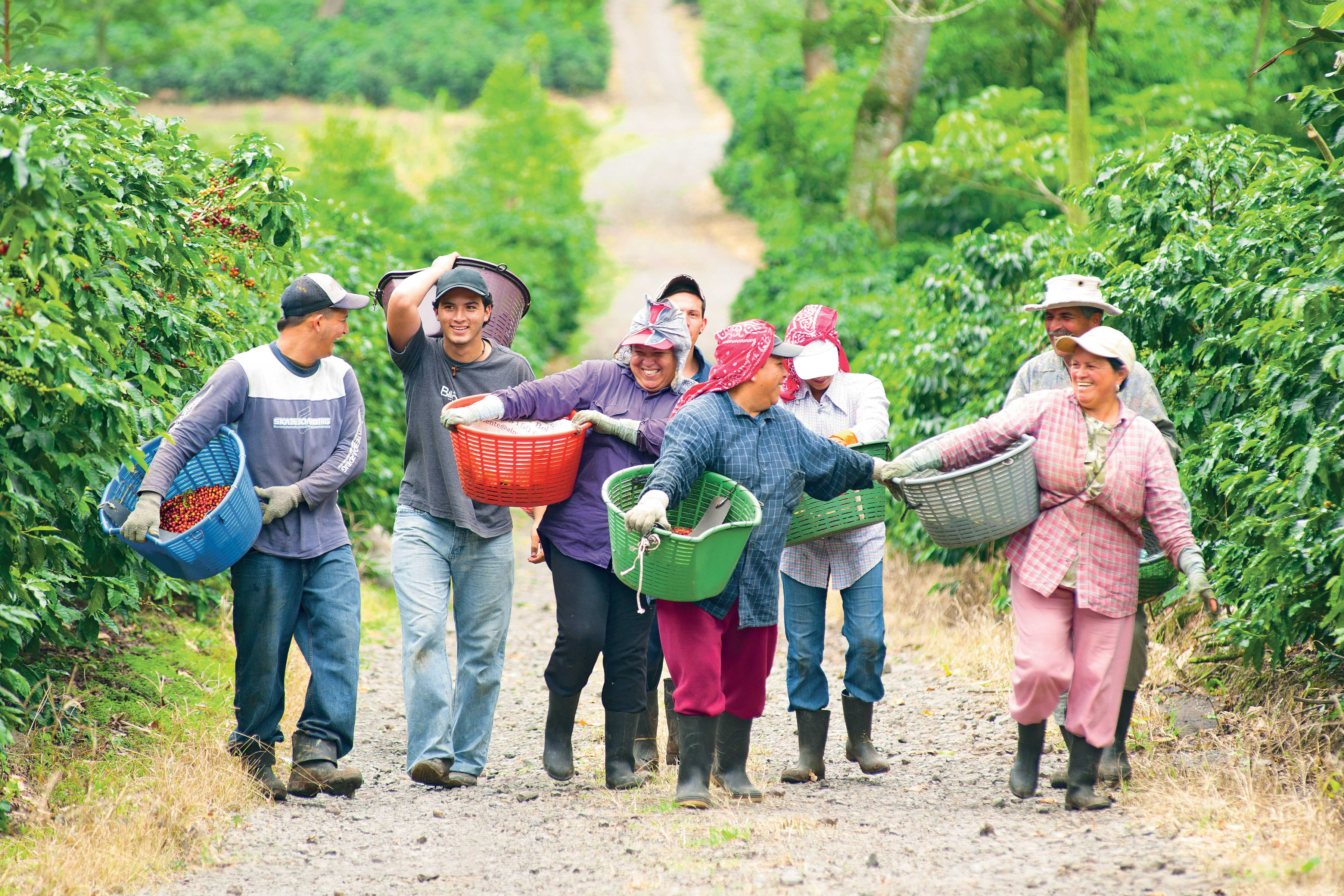 Política de Género del Sector Cafetalero